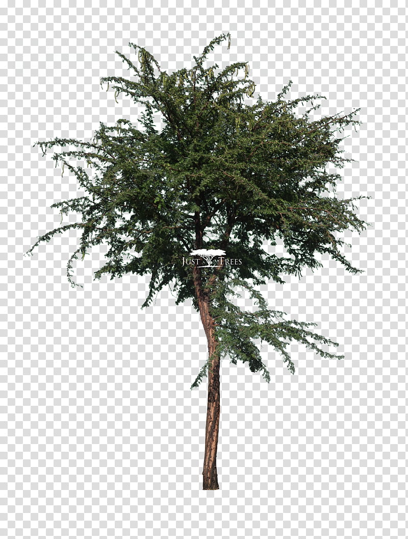Family Tree, Gum Arabic Tree, Acacia, Vachellia Leucophloea, Vachellia Karroo, Larch, Plants, Locusts transparent background PNG clipart
