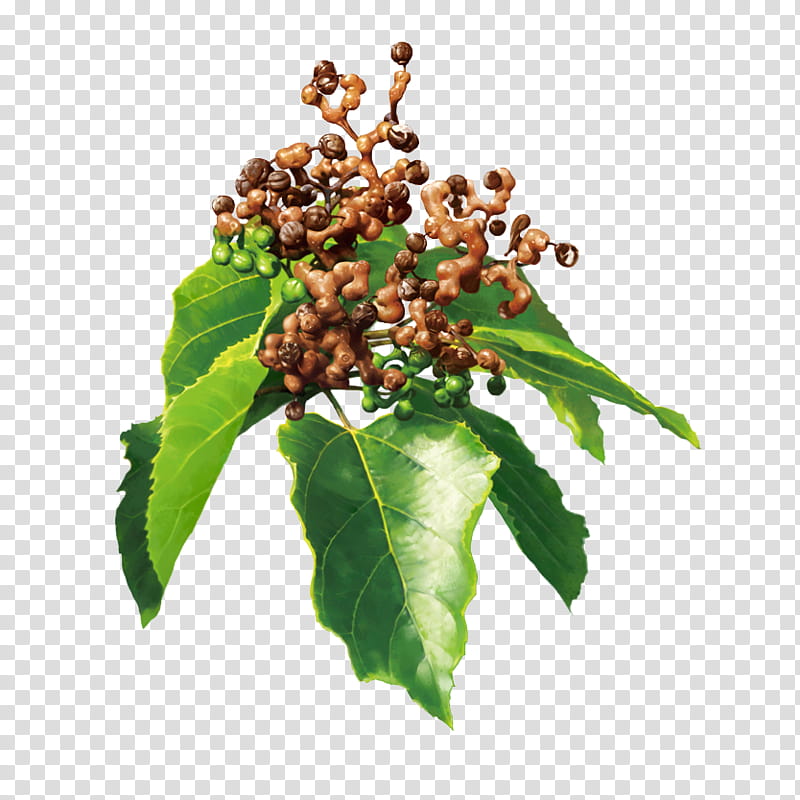 Holly Leaf, Hovenia Dulcis, Extract, Ampelopsin, Hangover, Dietary Supplement, Food Additive, Powder transparent background PNG clipart