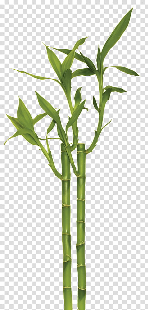 Bamboo Leaf, Lucky Bamboo, Vase, Bambusoideae, Bambuseae, Flowerpot, Trellis, Phyllostachys transparent background PNG clipart