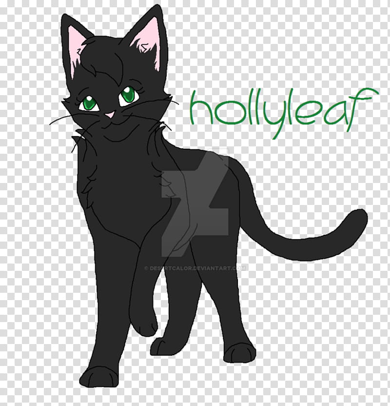 Kitten, Korat, Hollyleaf, Warriors, Whiskers, Leafpool, Lionblaze, Crowfeather transparent background PNG clipart