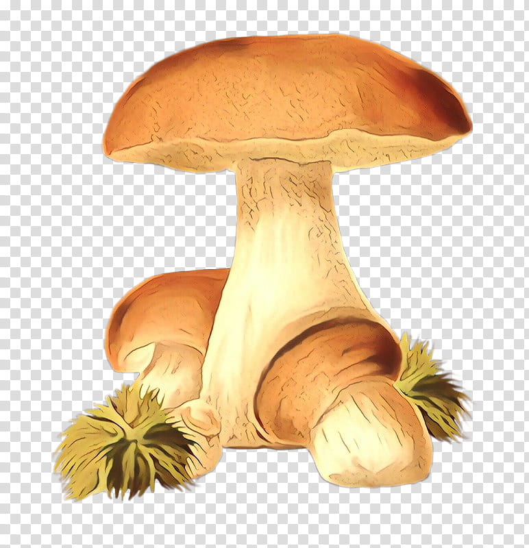 Mushroom, Edible Mushroom, Penny Bun, Agaricus, Agaricaceae, Agaricomycetes, Bolete, Fungus transparent background PNG clipart