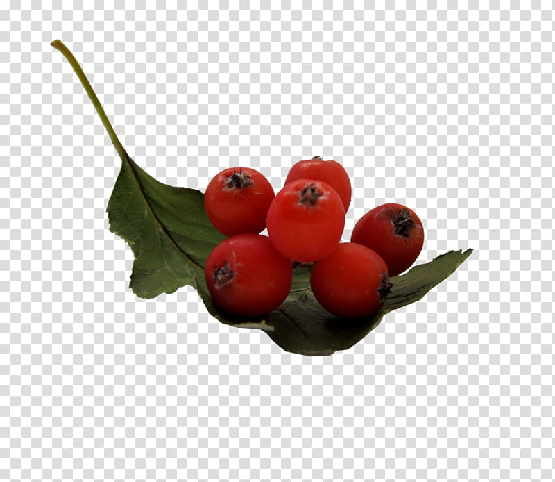 Rose, Fruit, Sharing, Cranberry, Berries, Rose Hip, Blog, January 29 transparent background PNG clipart