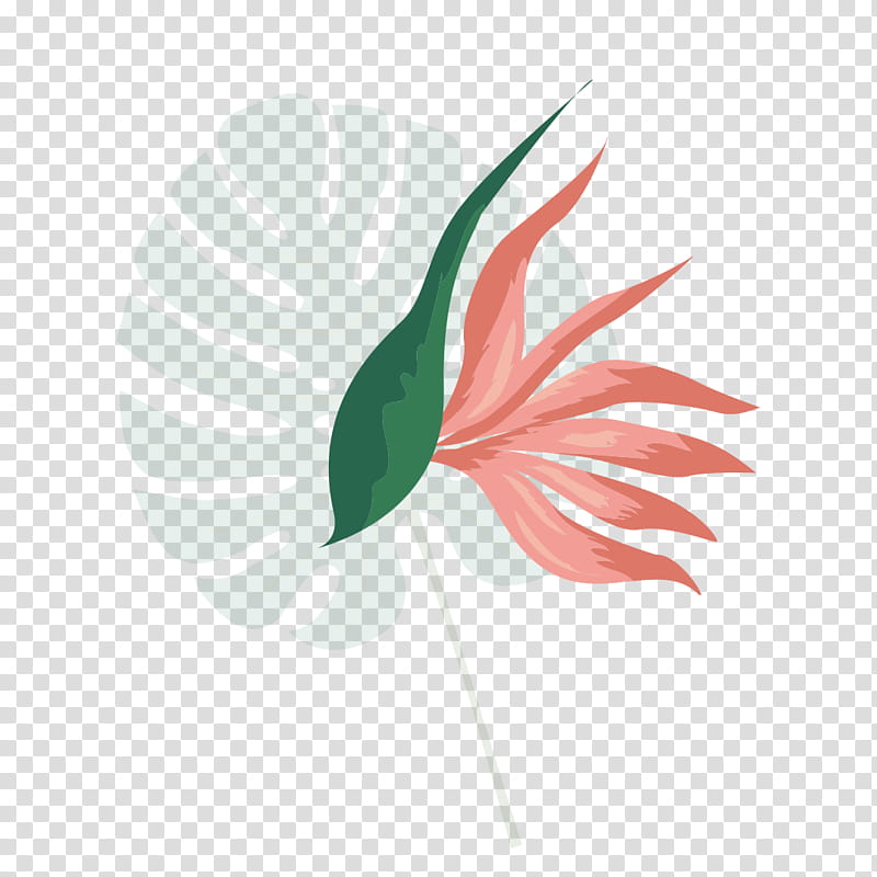 Palm Leaf, Petal, Flowering Plant, Plants, Swiss Cheese Plant, Palm Trees, Areca Palm, Plant Stem transparent background PNG clipart