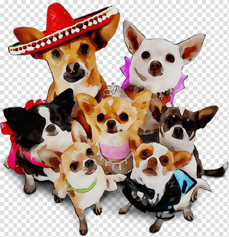 Cowboy Hat, Chihuahua, Pug, Czechoslovakian Wolfdog, Companion Dog, Toy Dog, Pet, Breed transparent background PNG clipart