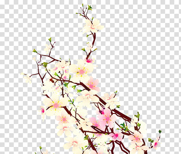 Cherry Blossom, Cherries, Sakura Haruno, National Cherry Blossom Festival, Flower, Spring
, Drawing, Blossom transparent background PNG clipart