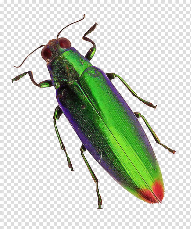 insect beetle jewel beetles blister beetles ground beetle, Miridae, Scentless Plant Bugs transparent background PNG clipart