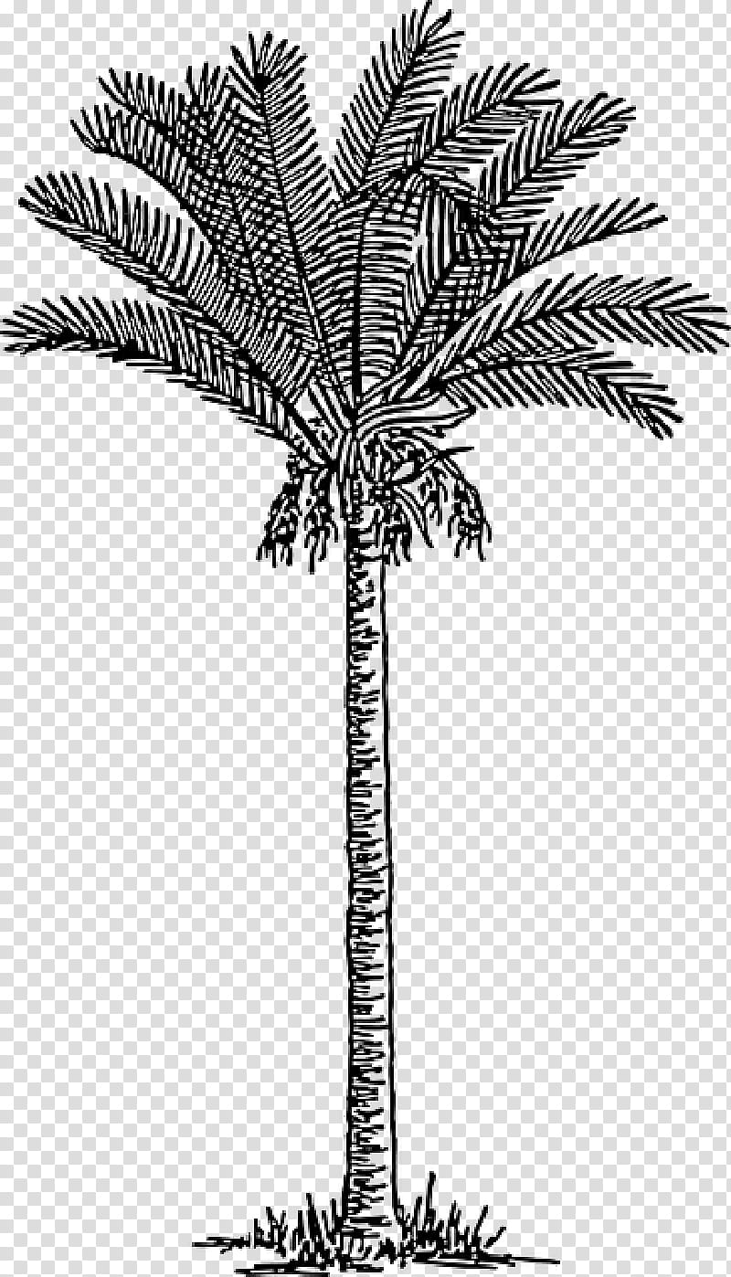 Coconut Leaf Drawing, Date Palm, Palm Trees, Sabal Palm, Chamaedorea Sartorii, Plants, Date Palms, Arecales transparent background PNG clipart