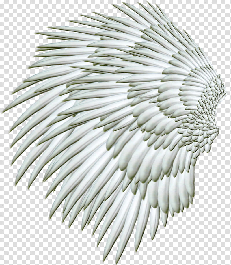 Three Wings, angel wing transparent background PNG clipart