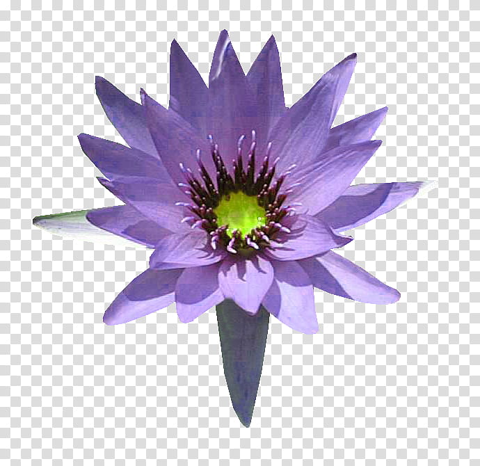 Lily Flower, Blog, Plants, Internet, Netease, Orchids, Sina Corp, Petal transparent background PNG clipart