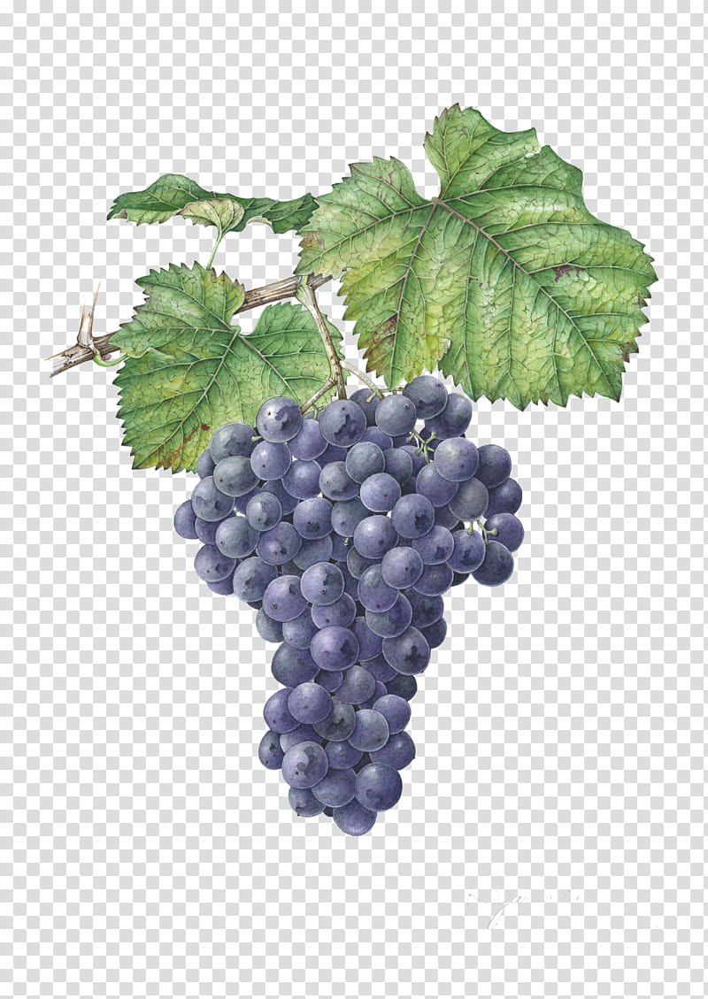 purple grape fruits transparent background PNG clipart