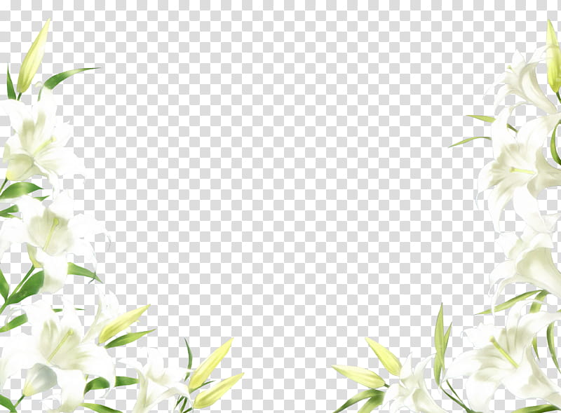 Flower, white petaled flowers border transparent background PNG clipart