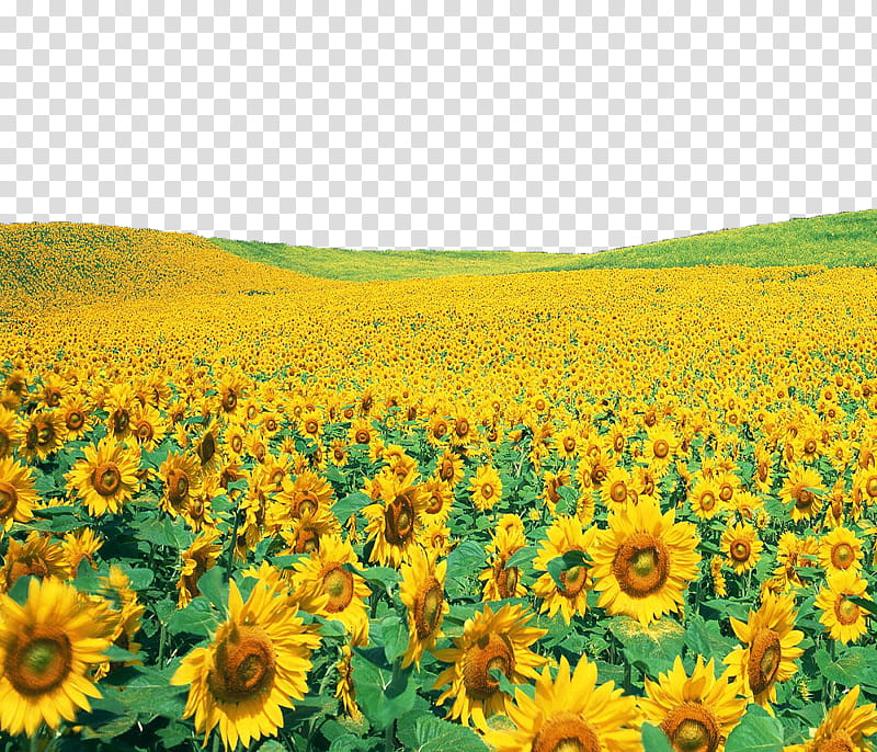 SUNFLOWER TRANSPRENT USE ANYWHERE, sunflower field transparent background PNG clipart