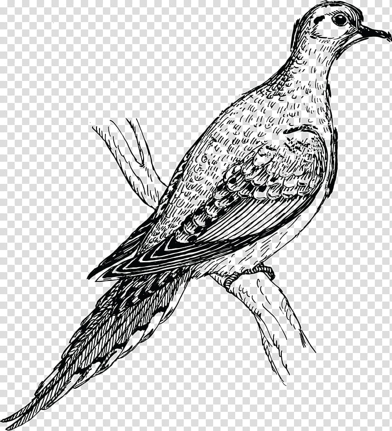 Bird Line Drawing, Mourning Dove, European Turtle Dove, Rock Dove, Eurasian Collared Dove, Laughing Dove, Pigeons And Doves, Streptopelia transparent background PNG clipart