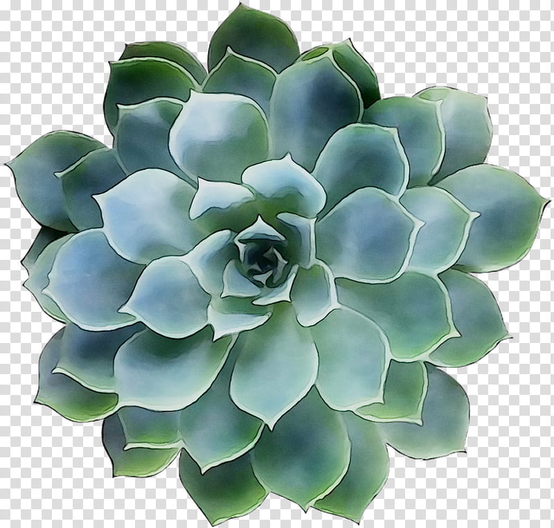 Flower White, Echeveria, Plant, White Mexican Rose, Stonecrop Family, Petal, Pachyphytum, Agave transparent background PNG clipart