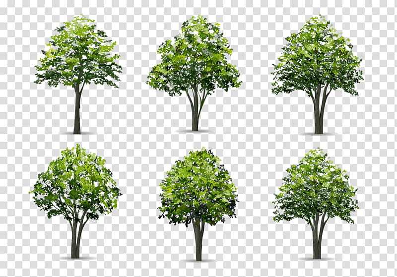 Arbor day, Tree, Plant, Woody Plant, Grass, Leaf, Plane, Flower transparent background PNG clipart