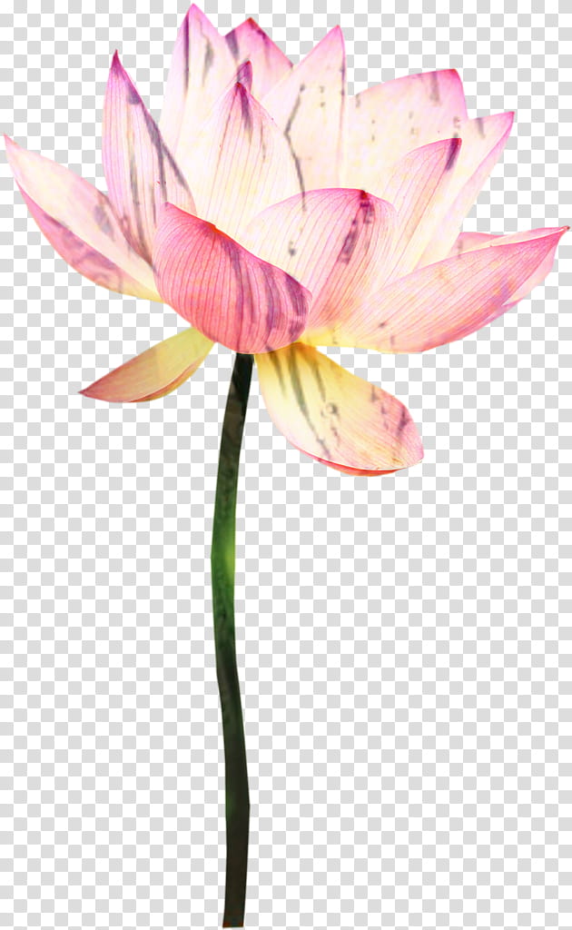 Lily Flower, Nymphaea Nelumbo, Cut Flowers, Plant Stem, Petal, Pink M, Plants, Lotusm transparent background PNG clipart