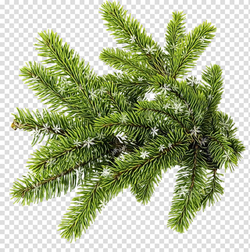 shortleaf black spruce columbian spruce balsam fir white pine tree, Watercolor, Paint, Wet Ink, Yellow Fir, Lodgepole Pine, Jack Pine, Oregon Pine transparent background PNG clipart