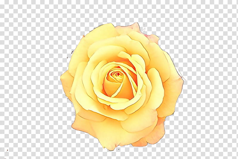 Garden roses, Cartoon, Flower, Yellow, White, Floribunda, Rose Family, Hybrid Tea Rose transparent background PNG clipart