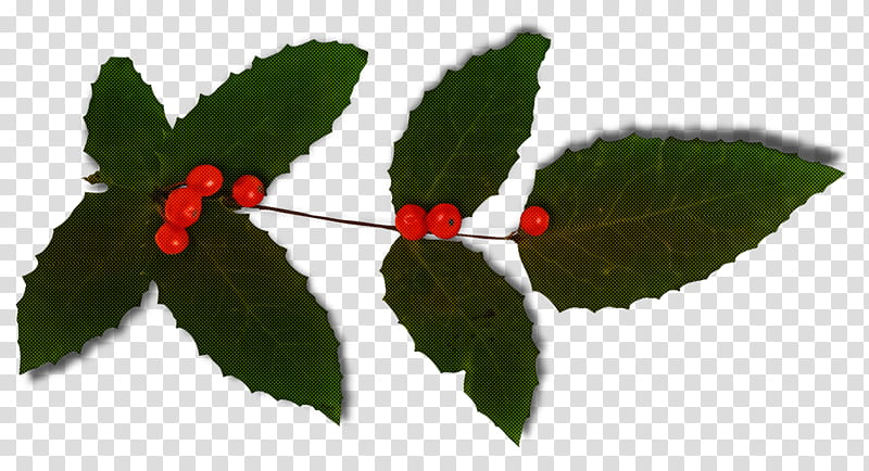 christmas holly Ilex holly, Christmas , Leaf, Plant, Flower, Tree, Cherry, Ilex Verticillataamerican Winterberry transparent background PNG clipart