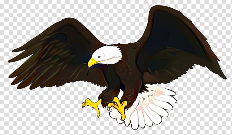Sea Bird, Bald Eagle, Beak, Bird Of Prey, Accipitridae, Golden Eagle, Kite, Claw transparent background PNG clipart