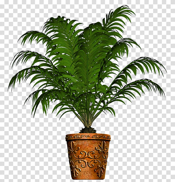 Date Tree Leaf, Babassu, Plants, Houseplant, Centerblog, Howea Forsteriana, Herb, Palm Trees transparent background PNG clipart