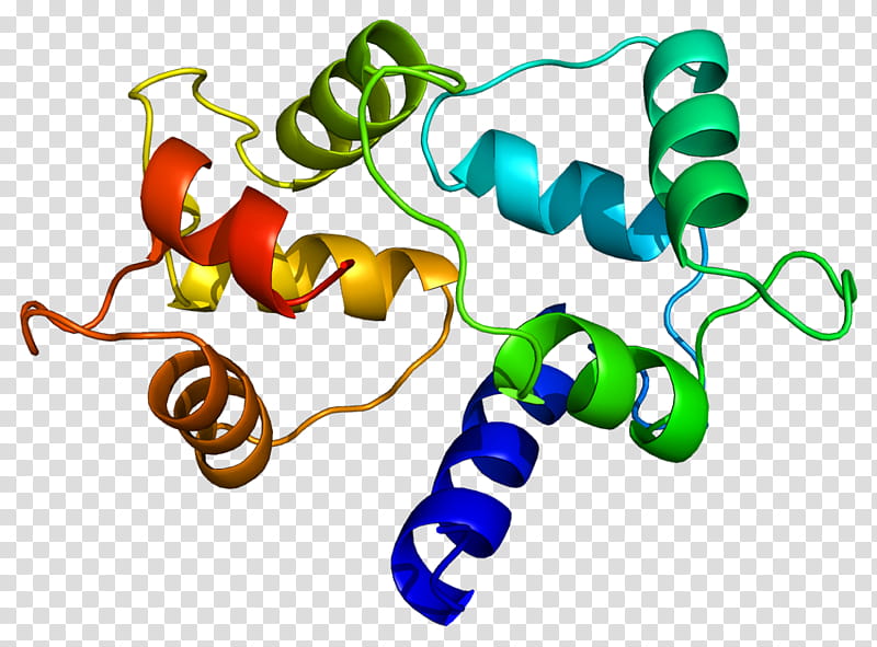 Calmodulin Text, Calmodulin 1, Calm3, Calm2, Protein, Protein Kinase, Ca2calmodulindependent Protein Kinase, Phosphorylase Kinase transparent background PNG clipart