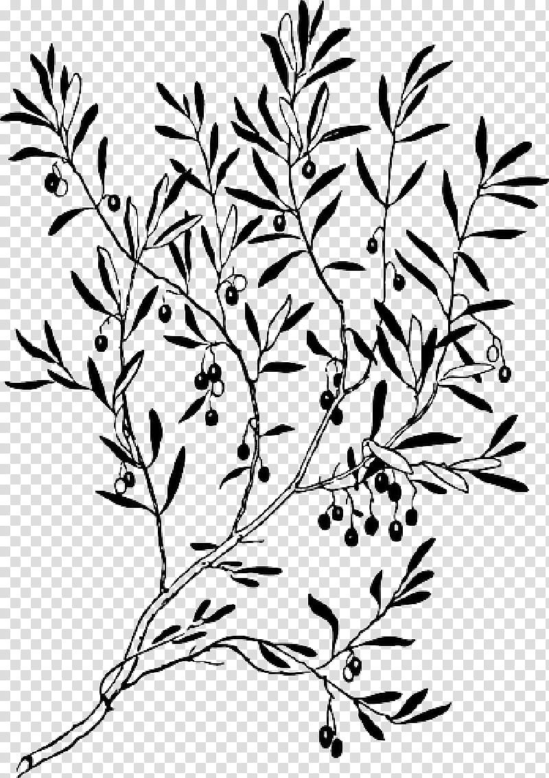 Tree Branch Silhouette, Olive, Olive Branch, Drawing, Olive Leaf, Plant, Twig, Plant Stem transparent background PNG clipart