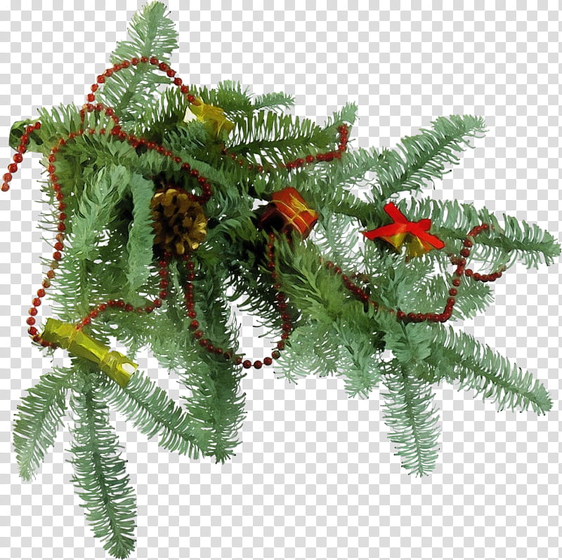 shortleaf black spruce yellow fir canadian fir oregon pine colorado spruce, Watercolor, Paint, Wet Ink, Tree, Plant, Sitka Spruce transparent background PNG clipart