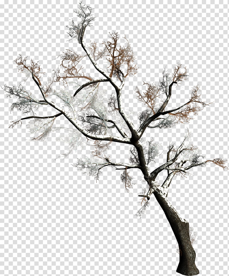 Black And White Flower, Twig, Tree, Branch, Christmas Tree, Spruce, Fir, Bud transparent background PNG clipart