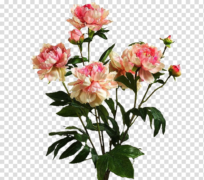 Pink Flowers, Garden Roses, Gouache, Blog, Peony, Cut Flowers, Floral Design, Plant transparent background PNG clipart