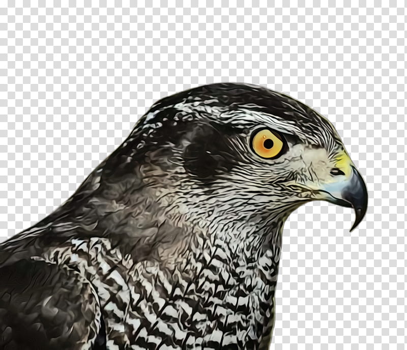 bird beak hawk peregrine falcon bird of prey, Watercolor, Paint, Wet Ink, Accipitridae, Sharpshinned Hawk transparent background PNG clipart