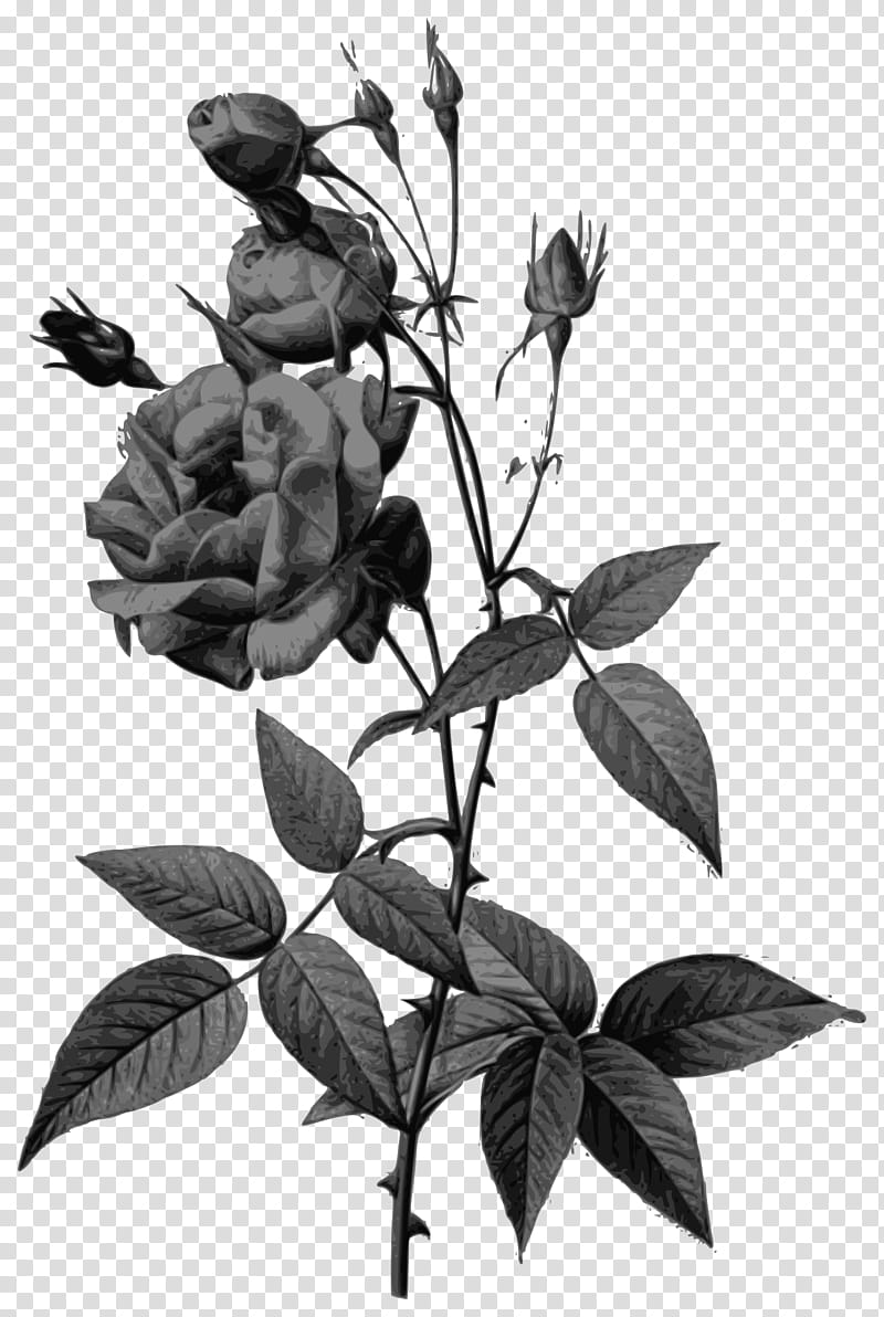 Rose, Flower, Plant, Leaf, Blackandwhite, Plant Stem, Prickly Rose, Mock Orange transparent background PNG clipart