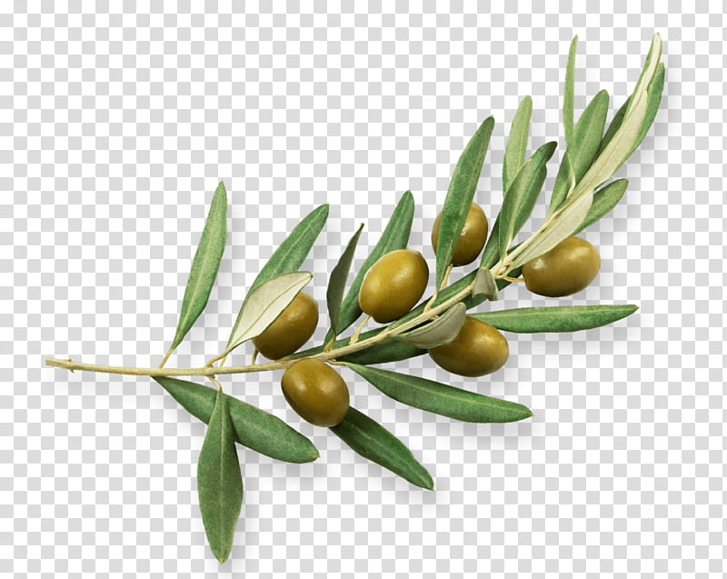 Education, Olive, Olive Oil, Olive Branch, Plants, Education
, History, Fruit transparent background PNG clipart