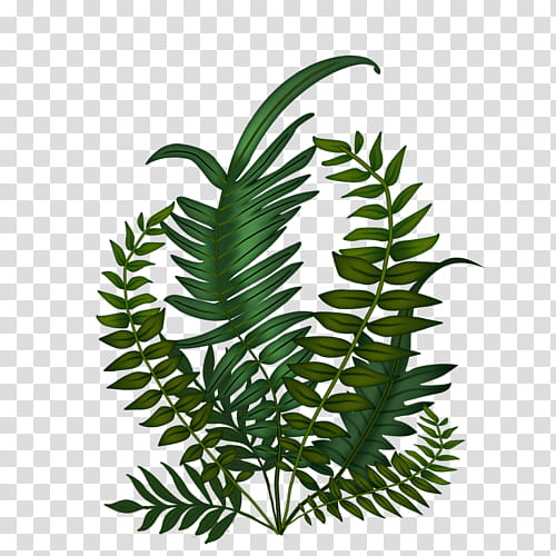 Monstera Leaf, Fern, Tree, Plant Stem, Plants, Puzzlegrass, Trunk, Vascular Plant transparent background PNG clipart