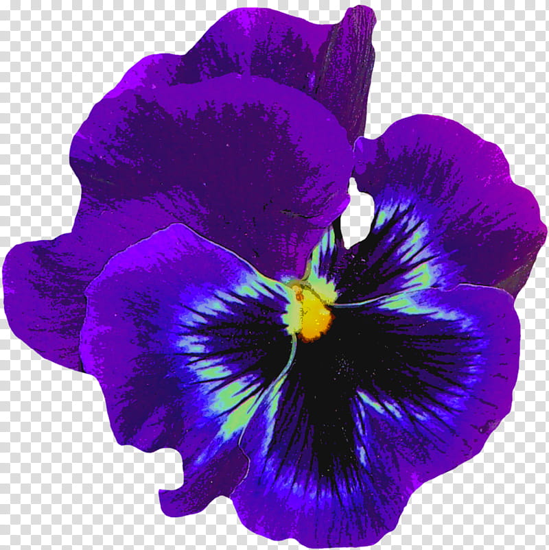 Blue Iris Flower, Pansy, Violet, Purple, Sweet Violet, Common Blue Violet, Flower Garden, Yellow transparent background PNG clipart
