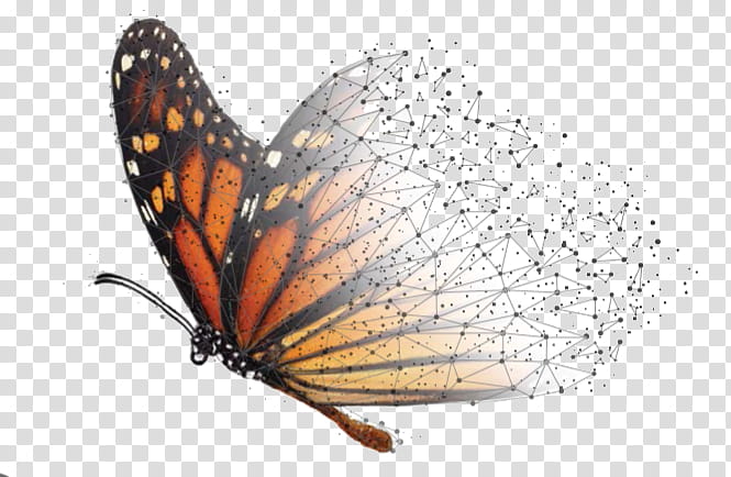 Caterpillar, Butterfly, Monarch Butterfly, Monarch Butterfly Biosphere Reserve, Milkweed, Tiger Milkweed Butterflies, Moths And Butterflies, Insect transparent background PNG clipart