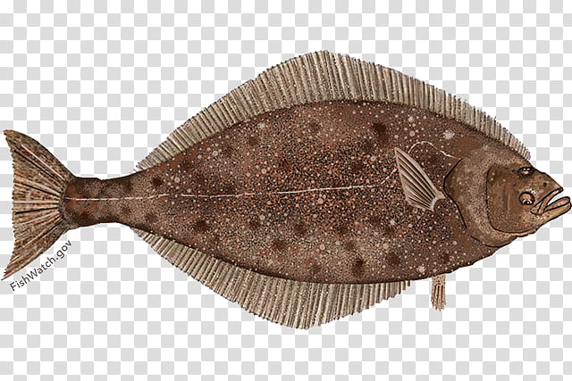 Fishing, Pacific Halibut, Flatfish, Sole, California Halibut, Greenland Halibut, Seafood, Dabs transparent background PNG clipart