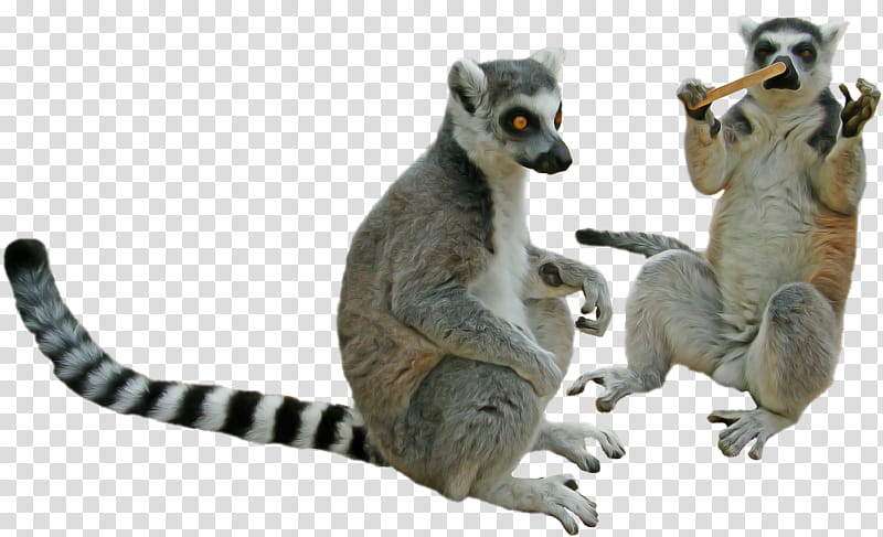 lemur animal figure meerkat tail wildlife, Figurine transparent background PNG clipart