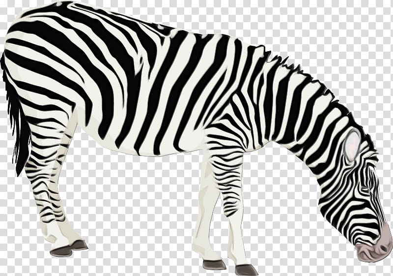 Zebra, Coloring Book, Drawing, Animal, Child, Animal Patterns, Horse, Tshirt transparent background PNG clipart