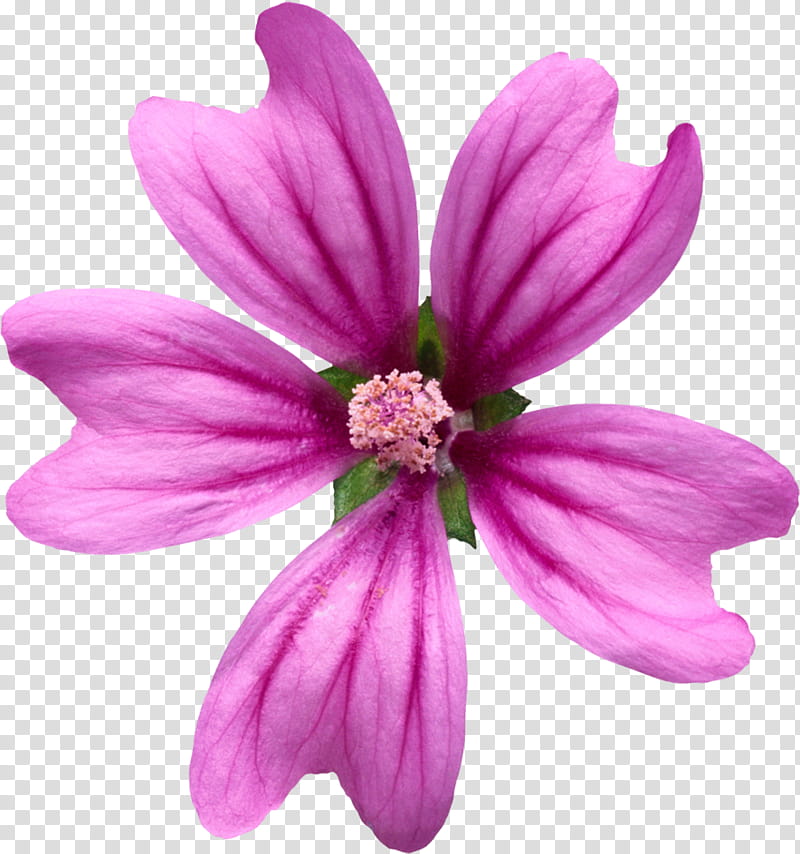 Object Petals, pink malva flower illustration transparent background PNG clipart