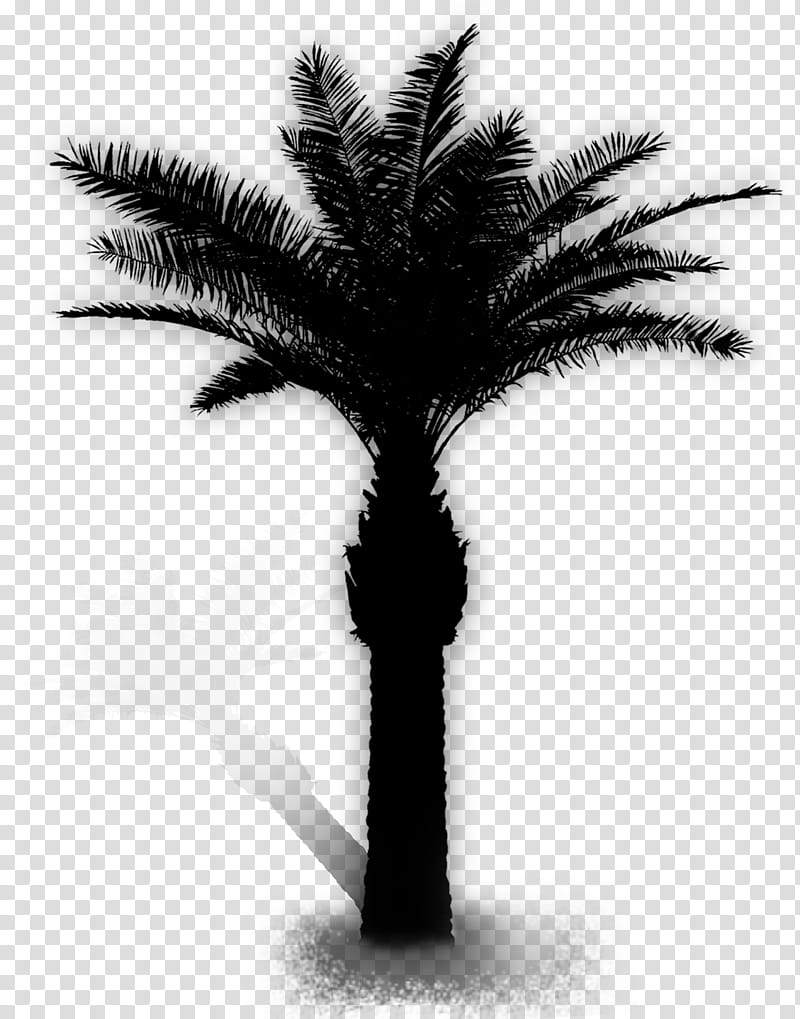 Date Tree Leaf, Date Palm, Archontophoenix, Plants, Coconut, Meta Networks Ltd, Palm Trees, Date Palms transparent background PNG clipart