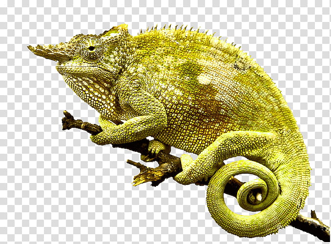 Chameleon, Chameleons, Lizard, Iguania, Reptile, Common Chameleon, Scaled Reptile, Trioceros transparent background PNG clipart
