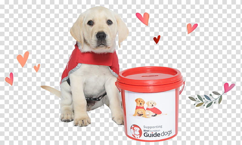Cartoon Love, Labrador Retriever, Puppy, Guide Dog, Companion Dog, Sporting Group, Pet, Snout, Upper Hutt transparent background PNG clipart