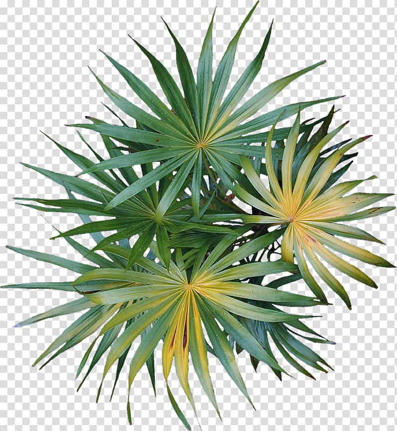 Palm Tree Drawing, Diagram, Landscape, California Palm, Liriodendron Tulipifera, Landscape Architecture, Tulip Tree, Plants transparent background PNG clipart
