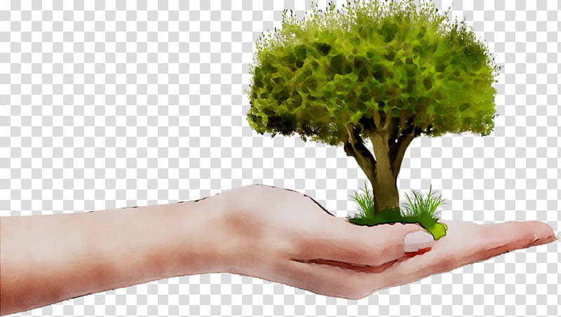 Environment Day, Tree, Plants, Monaco, Company, Organization, Idea, Nursery transparent background PNG clipart