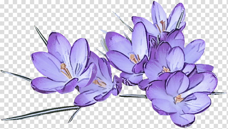 Lavender, Flower, Flowering Plant, Crocus, Tommie Crocus, Violet, Cretan Crocus, Petal transparent background PNG clipart