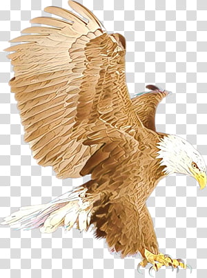 Eagle Bird png download - 633*564 - Free Transparent Bald Eagle