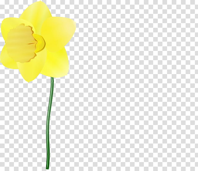 yellow flower plant petal narcissus, Watercolor, Paint, Wet Ink, Cut Flowers, Pedicel, Amaryllis Family, Plant Stem transparent background PNG clipart