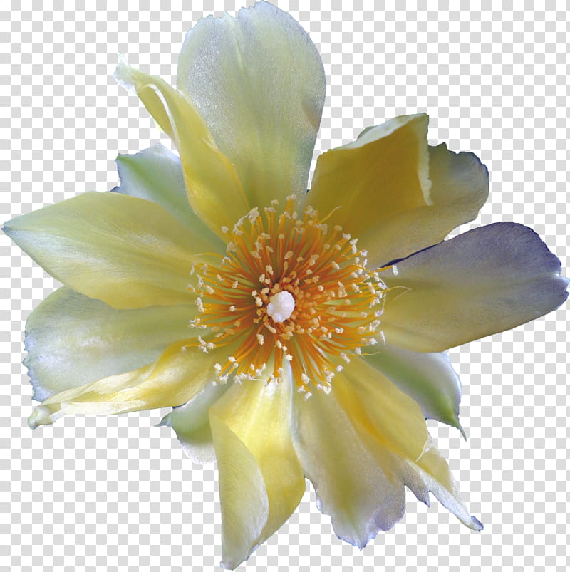 Cactus flower, blooming yellow cactus flower transparent background PNG clipart