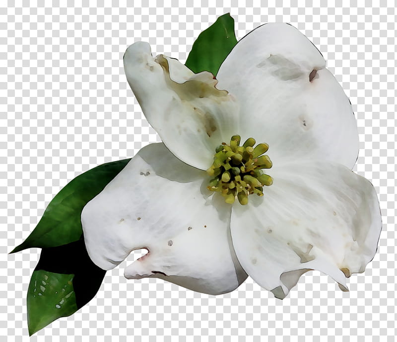 Magnolia Flower, Gardenia, Magnolia Family, White, Petal, Plant, Flowering Dogwood, Blossom transparent background PNG clipart